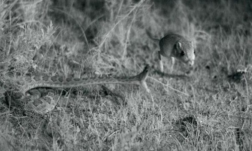 chuot-bat-tung-nguoi-thoat-ham-ran-duoi-chuong-trong-gang-tac