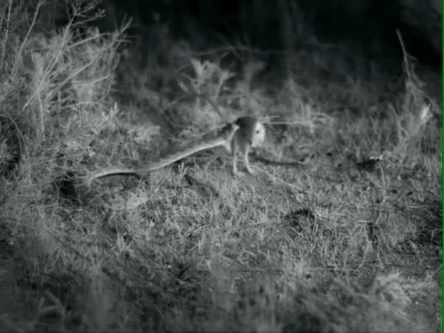 Chuột nhanh chân thoát hàm rắn đuôi chuông trong gang tấc