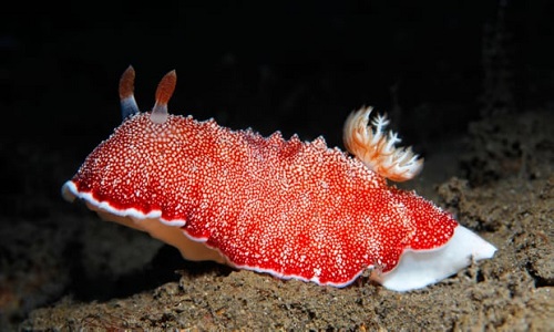 Các loài có tỷ lệ trao đổi chất thấp có khả năng sống sót cao hơn. Ảnh: Alamy.