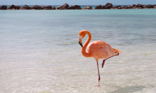 Các nhà khoa học cho rằng tư thế ngủ một chân giúp hồng hạc tiết kiệm sức. Ảnh: National Geographic