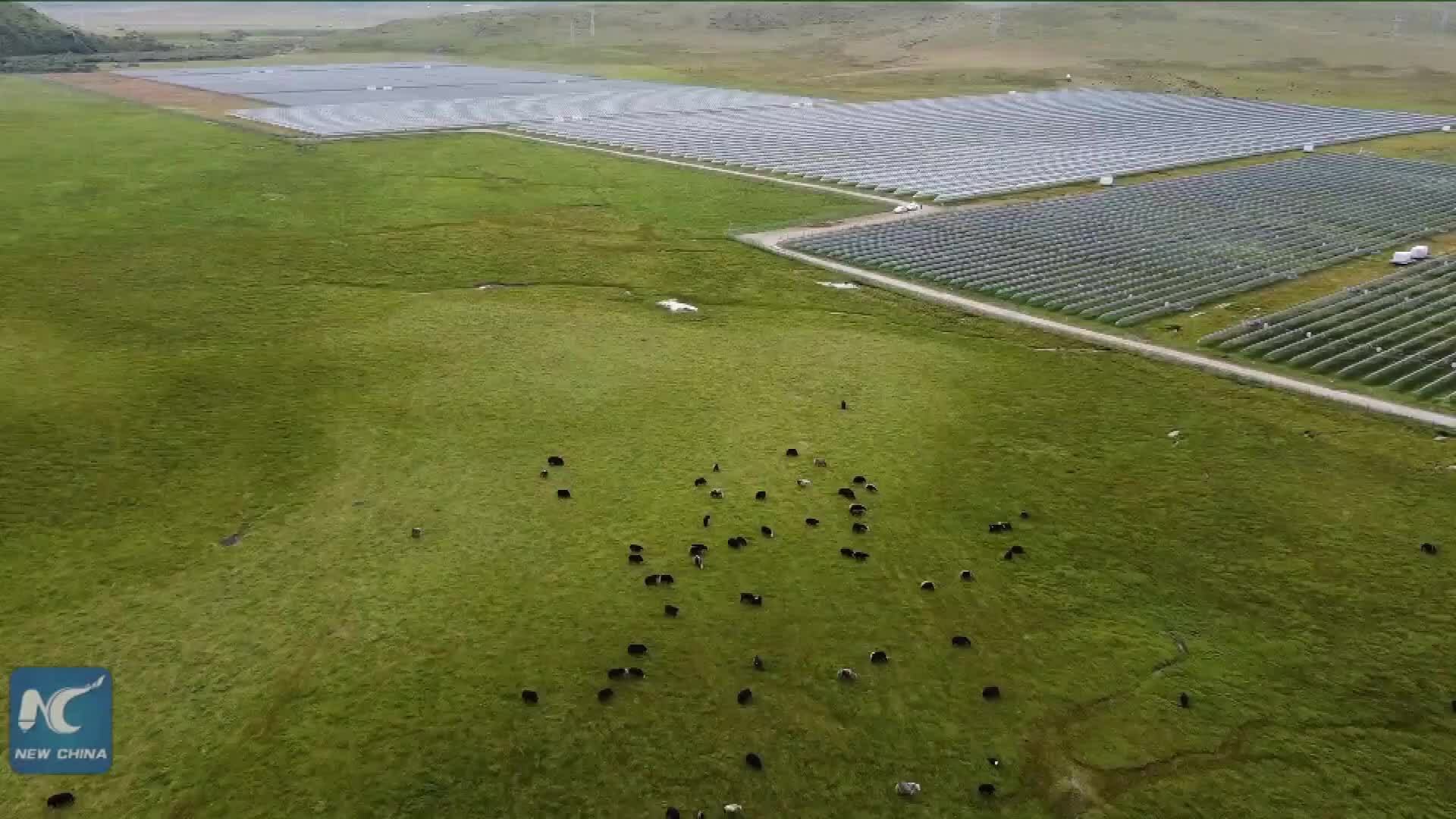 Năng lượng xanh thay đổi cuộc sống người chăn gia súc