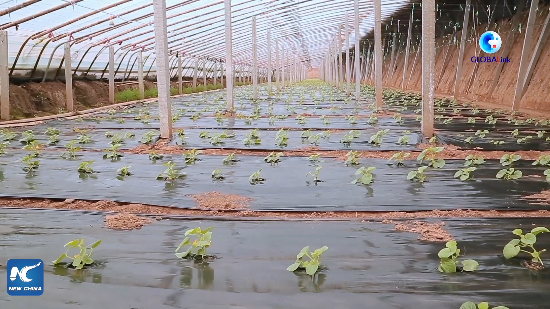 Mô hình trồng rau trong nhà kính kết hợp năng lượng xanh