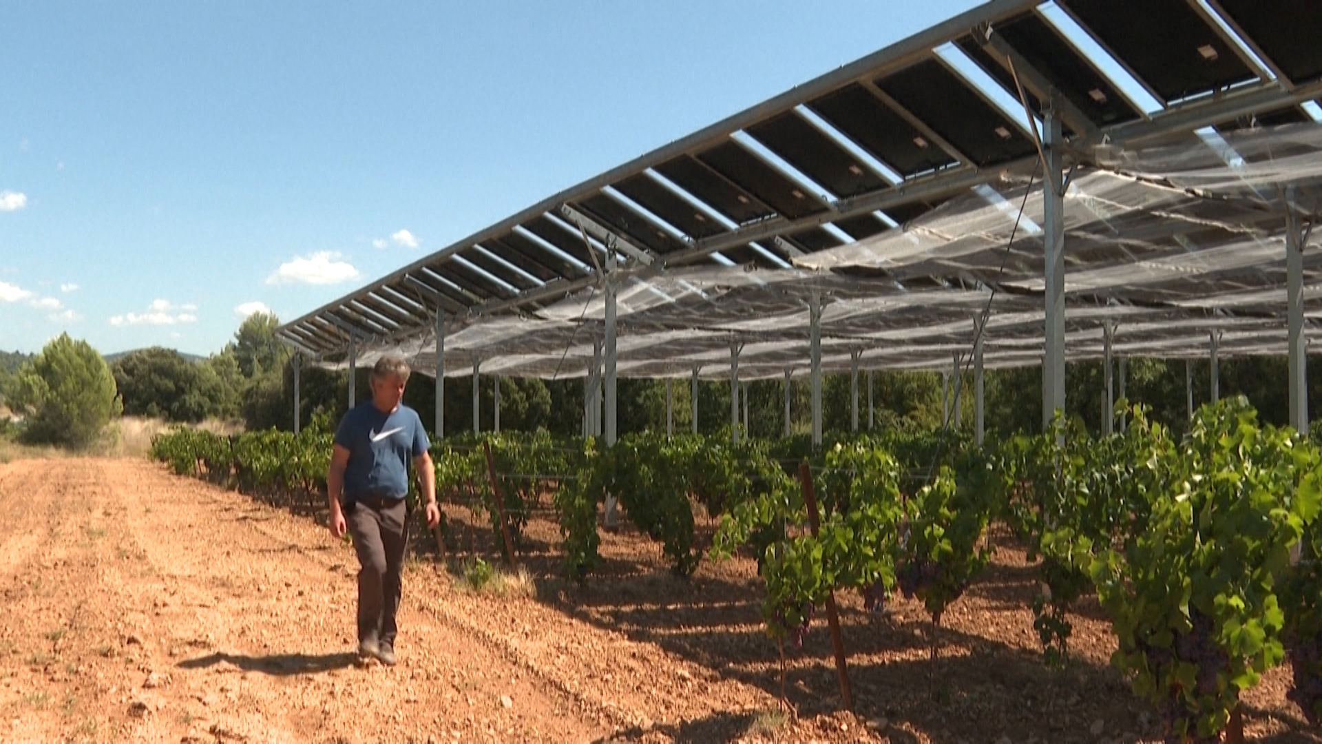 Mô hình vườn cây ăn quả kết hợp mái che pin mặt trời