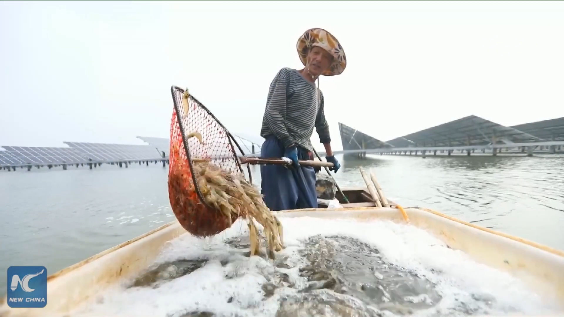 Mô hình nuôi tôm kết hợp trang trại điện mặt trời