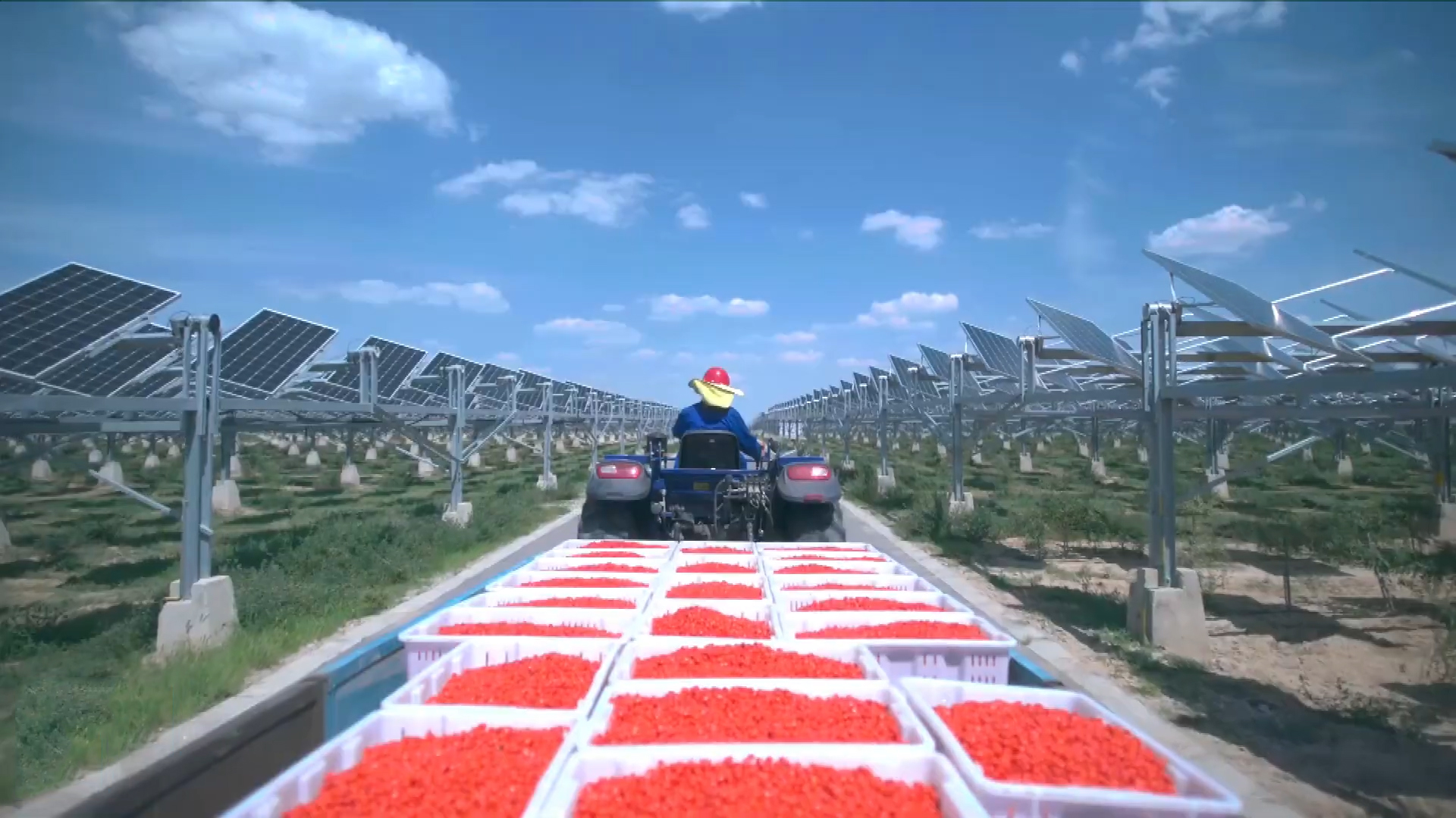 Mô hình điện mặt trời kết hợp với nông trại