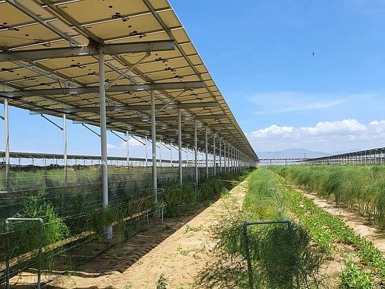 Hệ thống điện mặt trời được lắp đặt tại một trang trại nông nghiệp ở Ninh Thuận. Ảnh: Anh Minh.